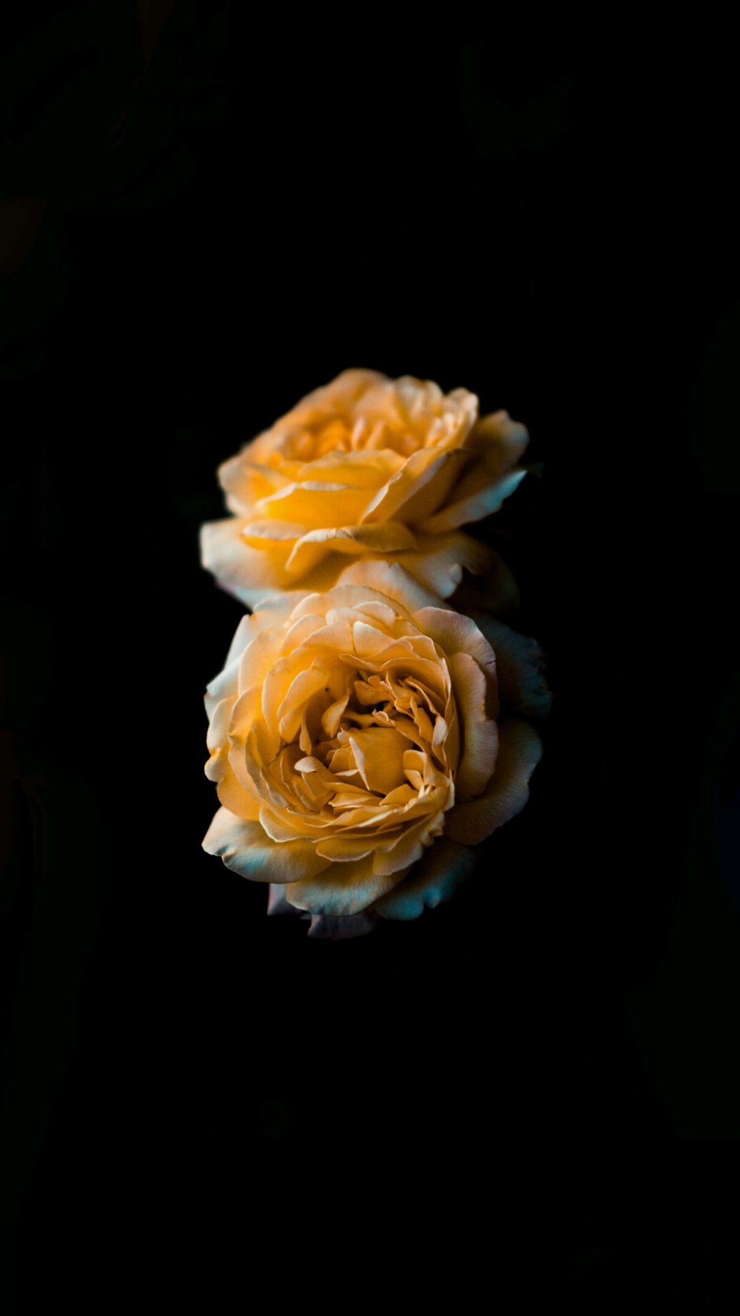 Golden Roses in the Dark