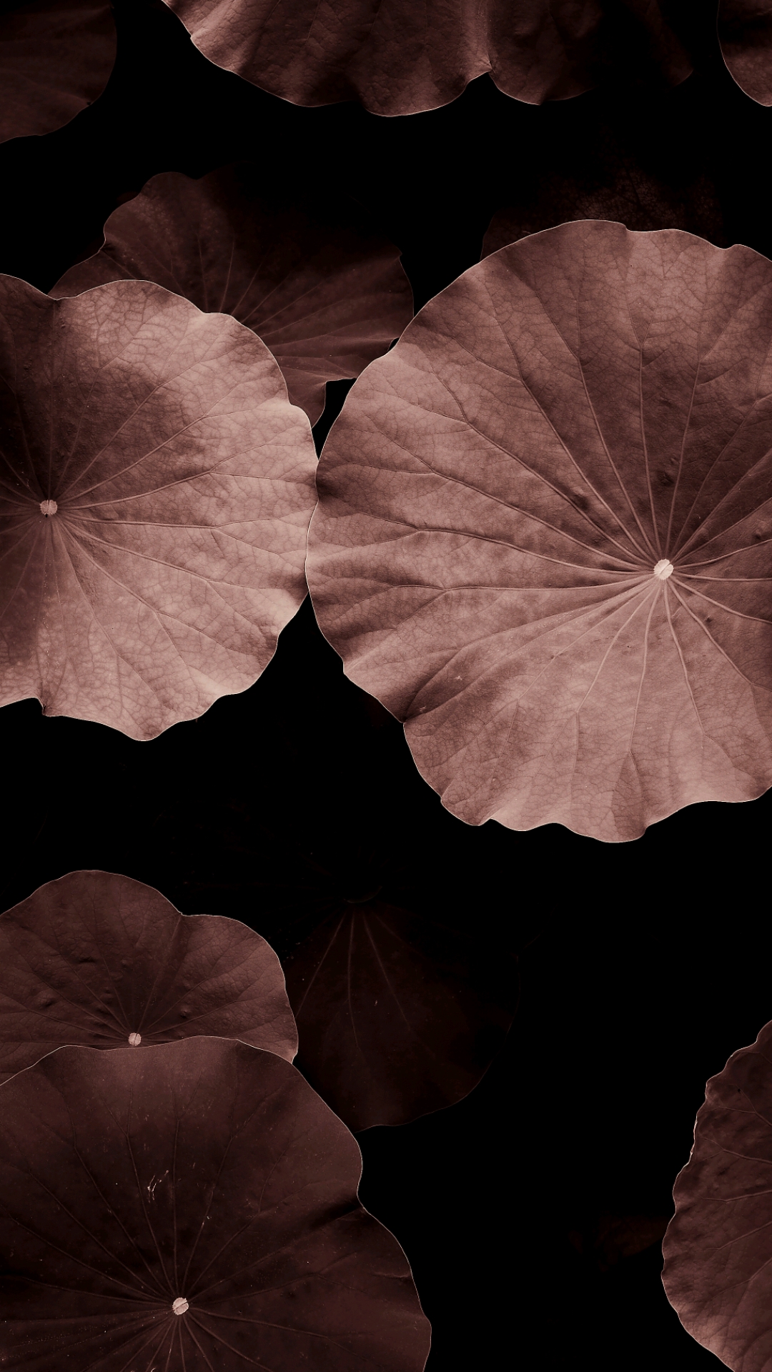 Lotus Leaves in Sepia