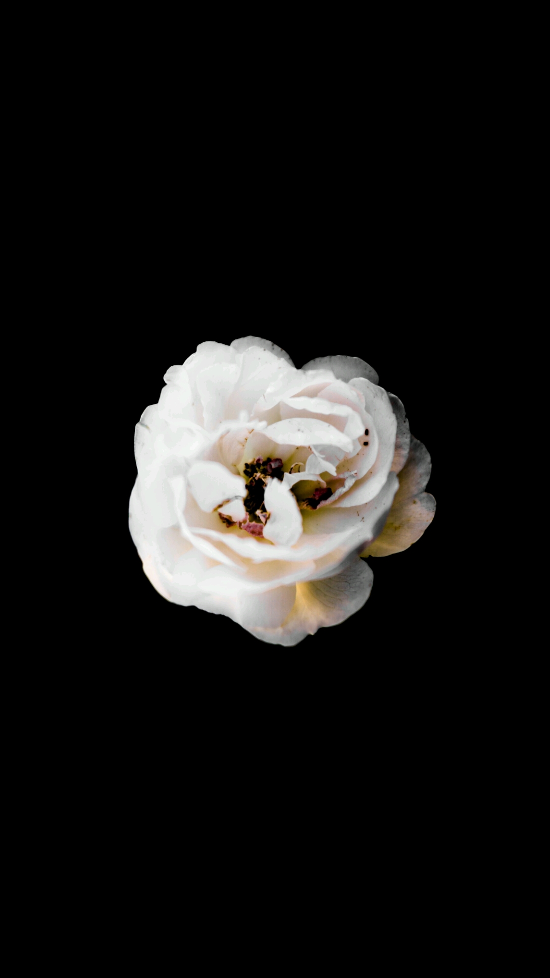 White Rose