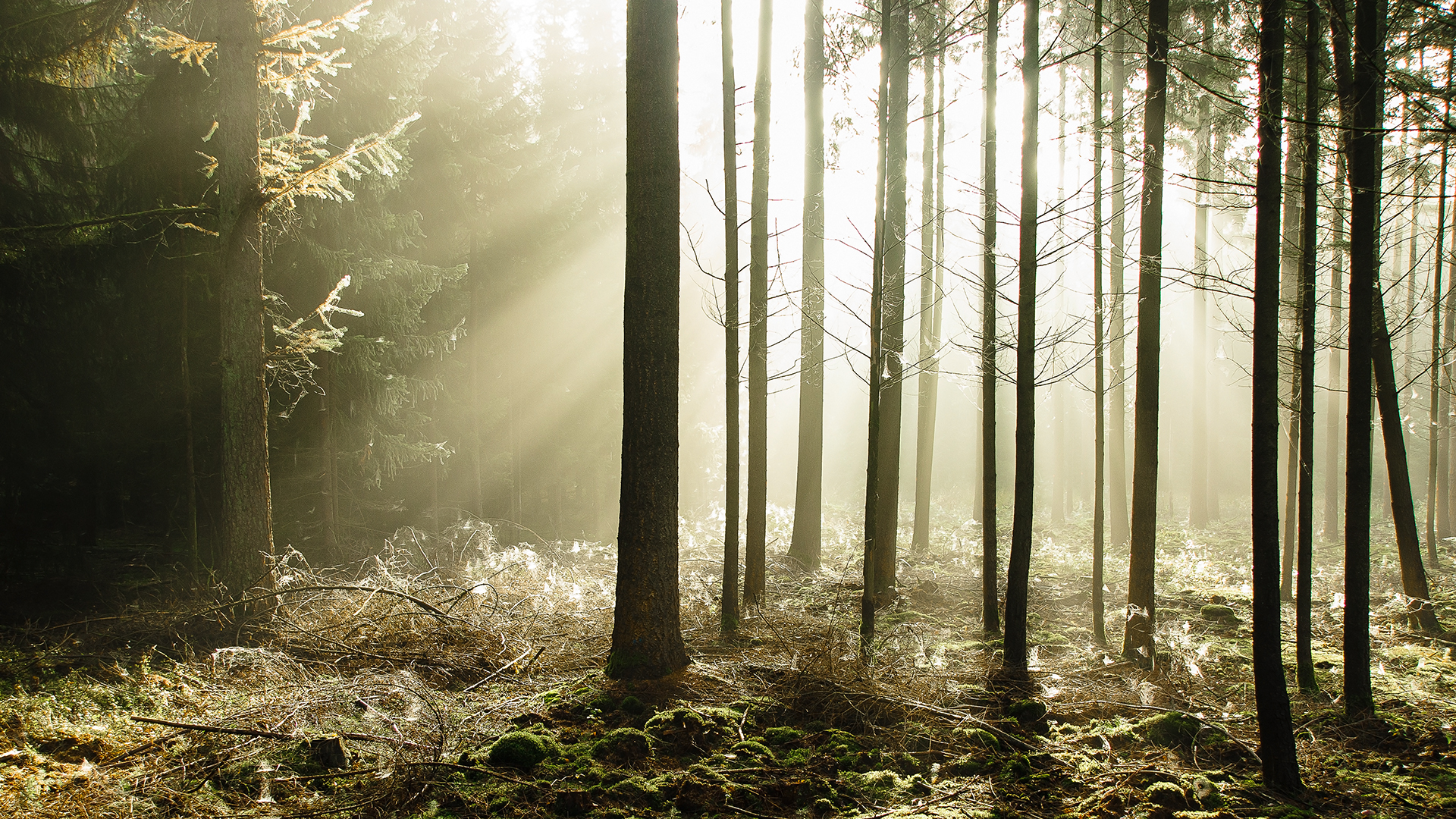 Enchanted Forest