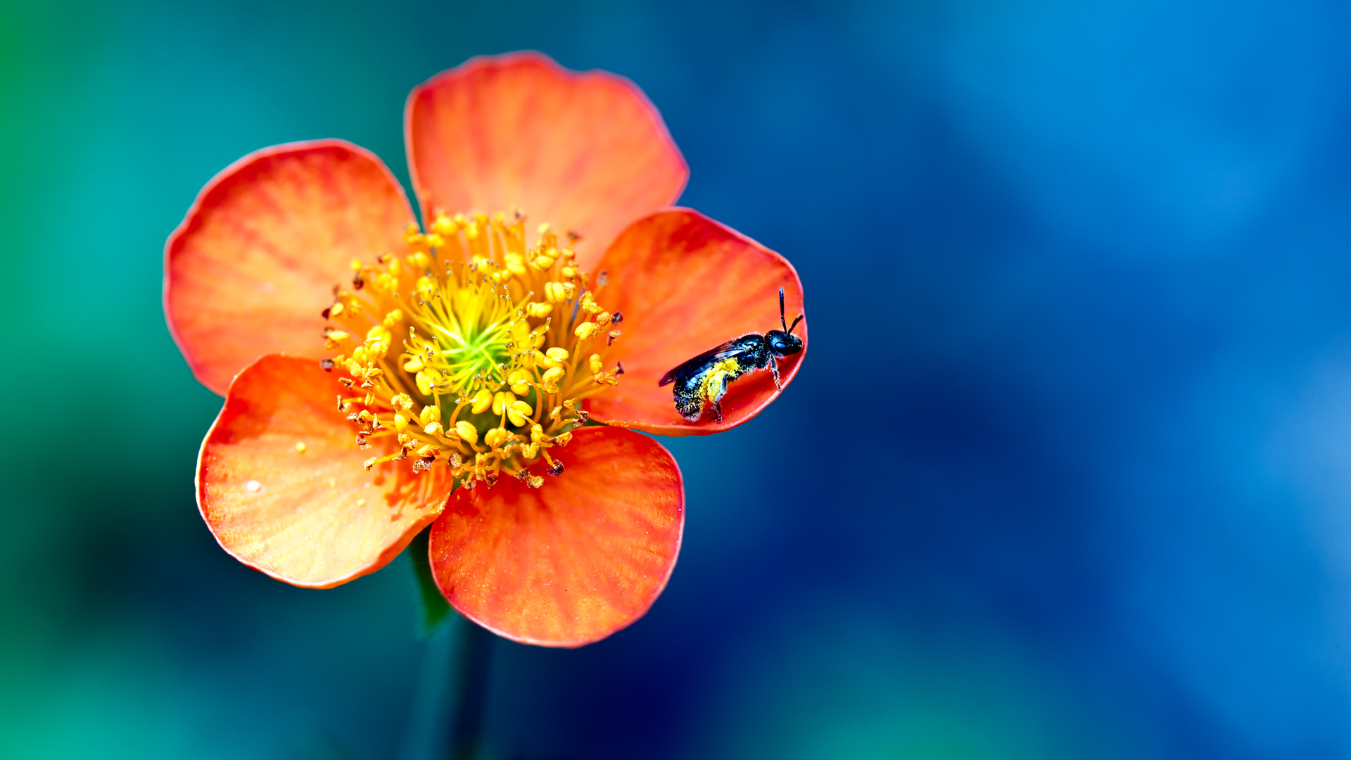 Harmony in Nature: Bee and Flower