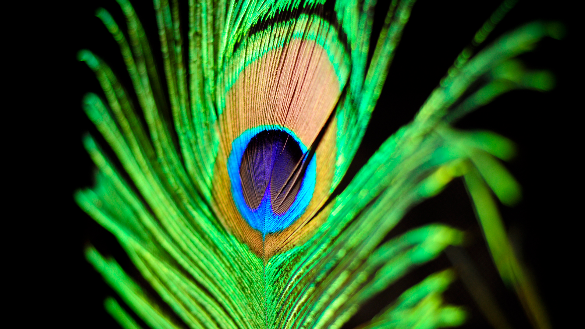 Peacock Feather