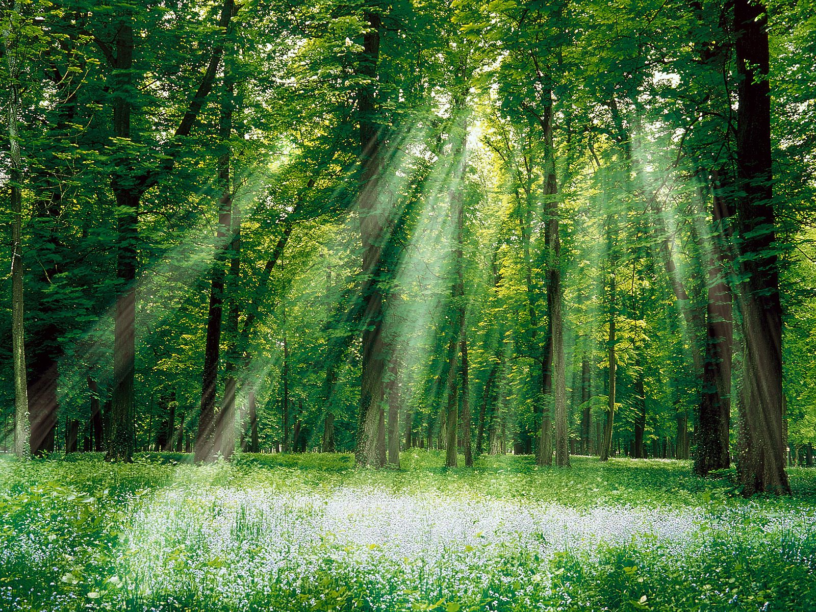 Enchanted Forest