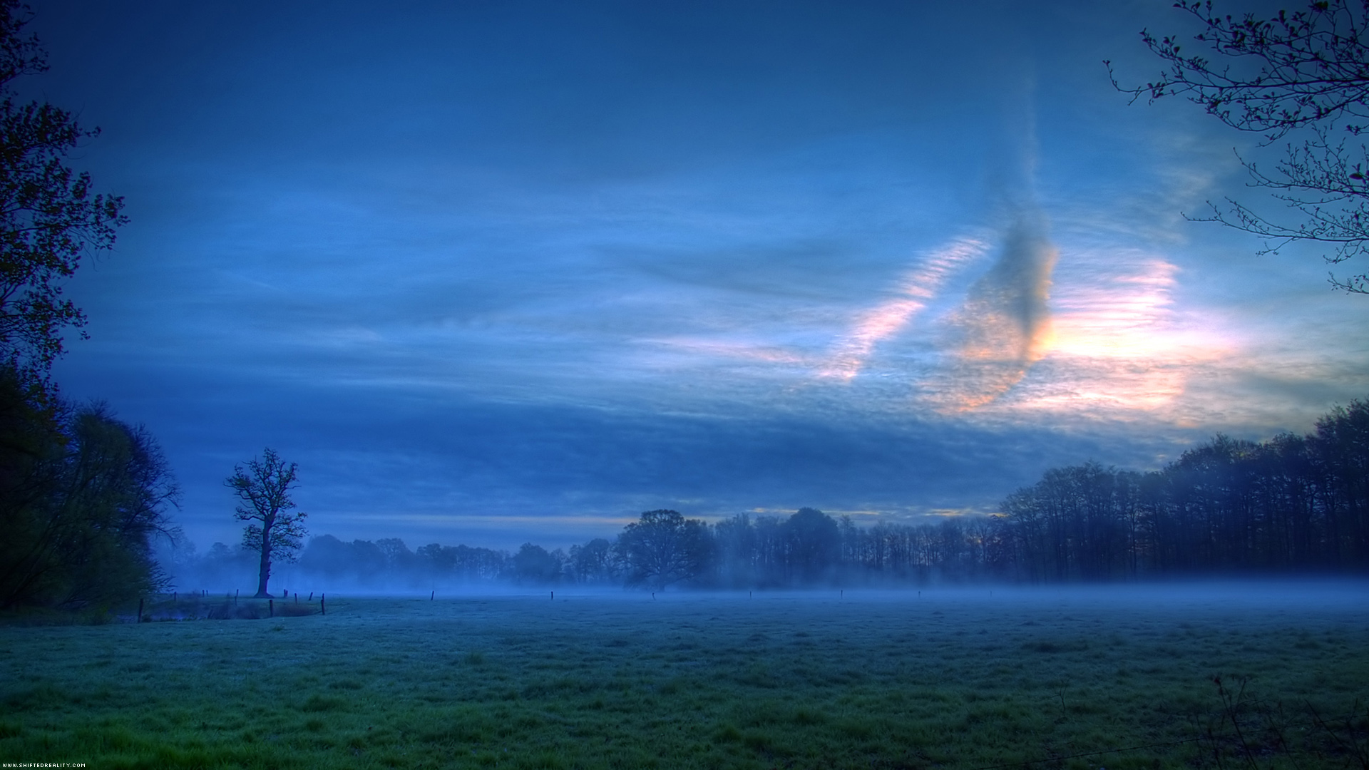 Ancient Tree and Misty Dawn
