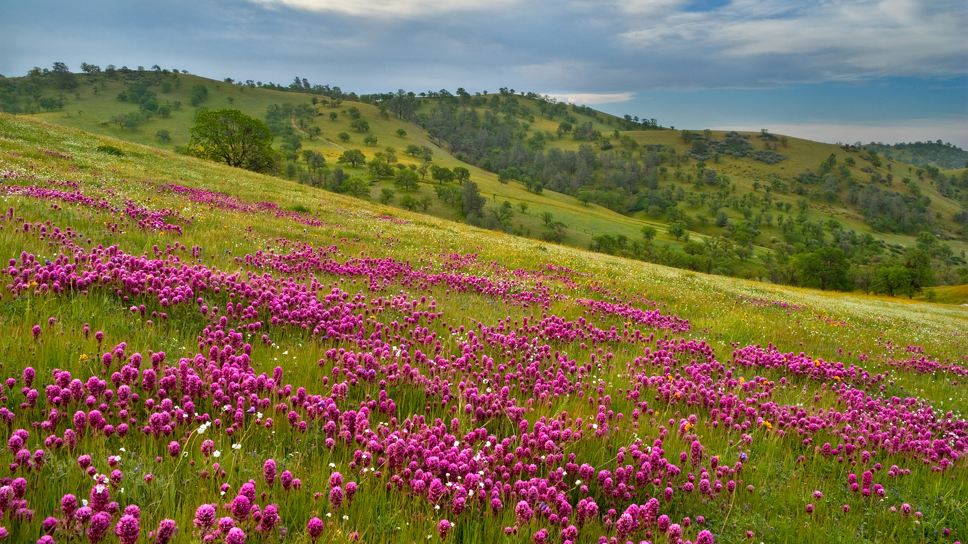 Springtime in the Hills