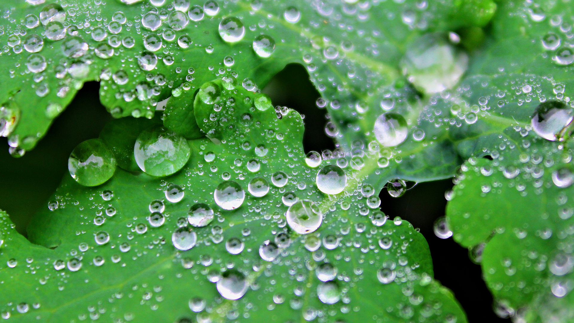 Leaf with Dewdrops