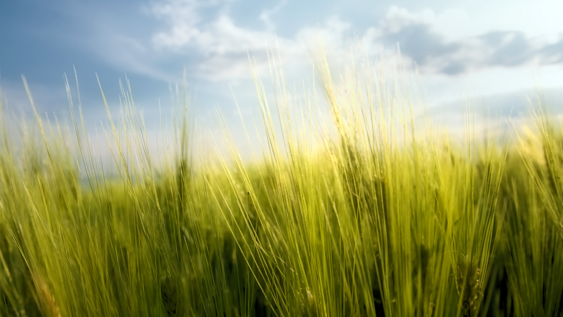 Golden Wheat Field