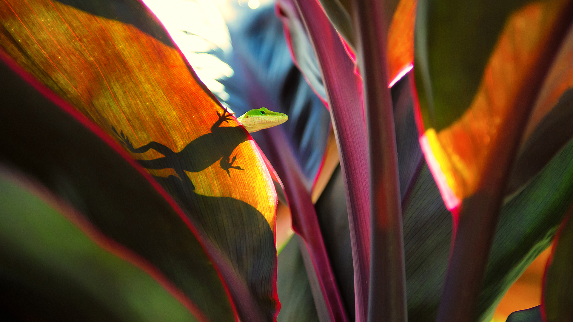 Green Lizard on a Leaf