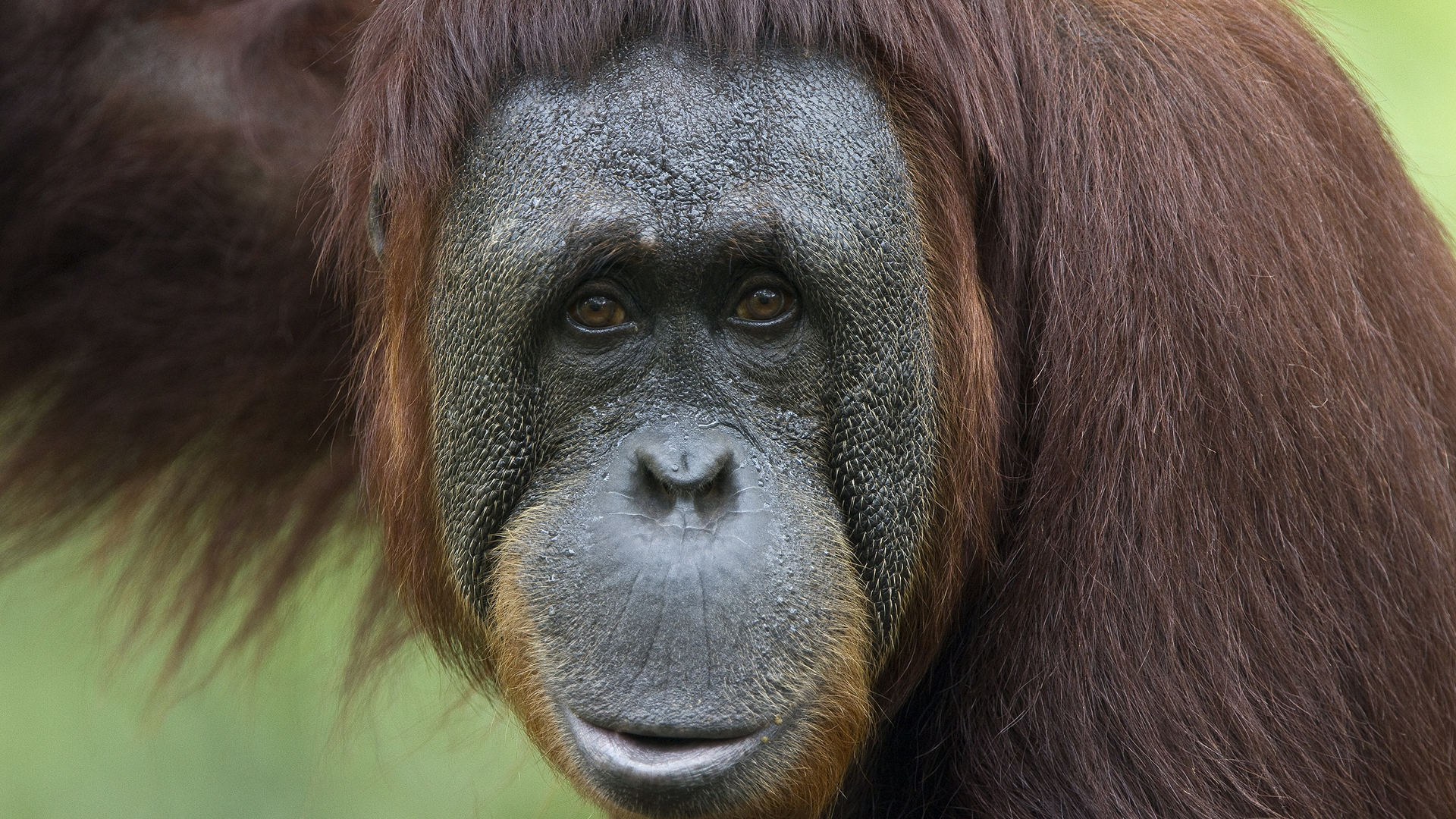 Orangutan Portrait