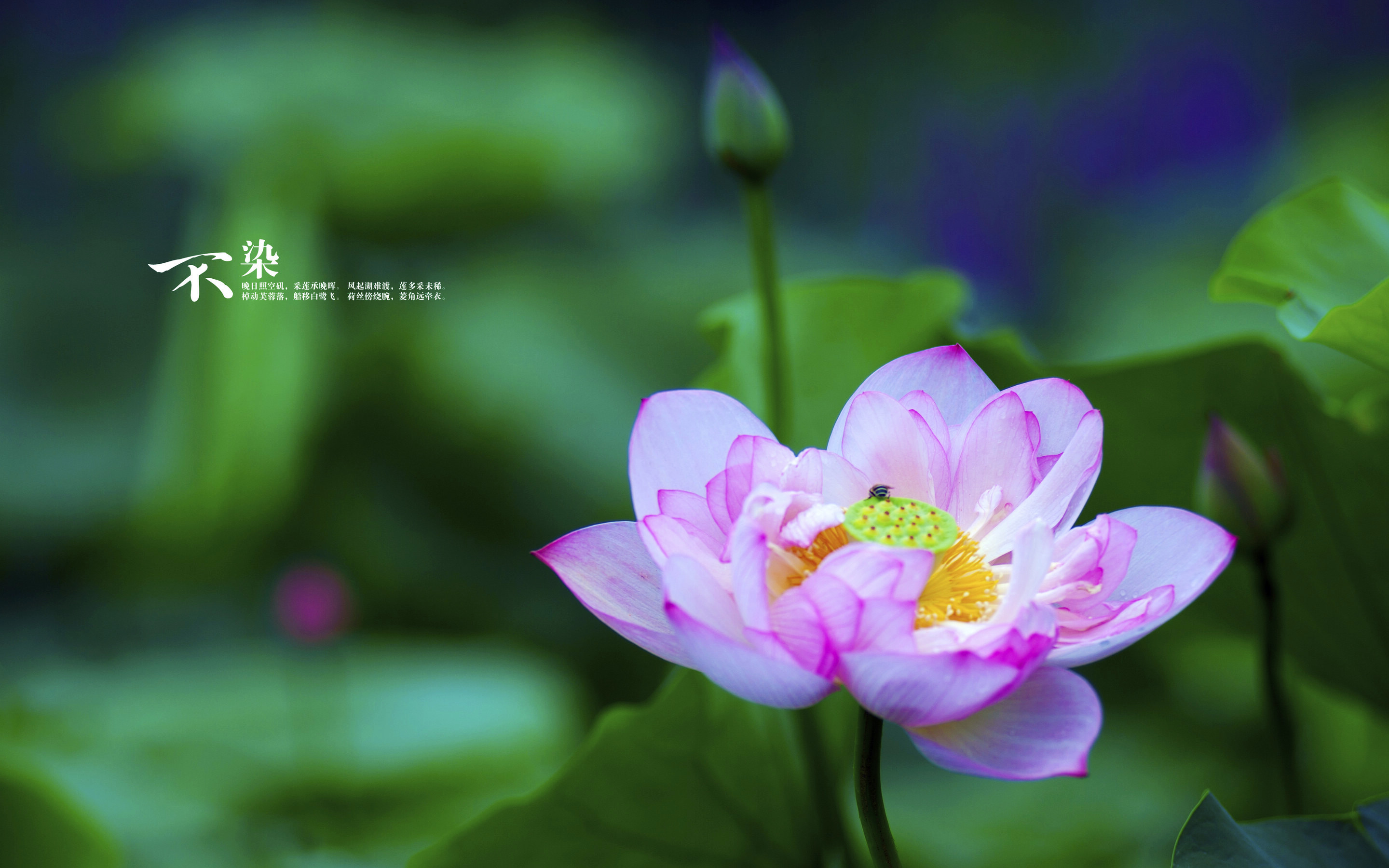 Lotus in Bloom