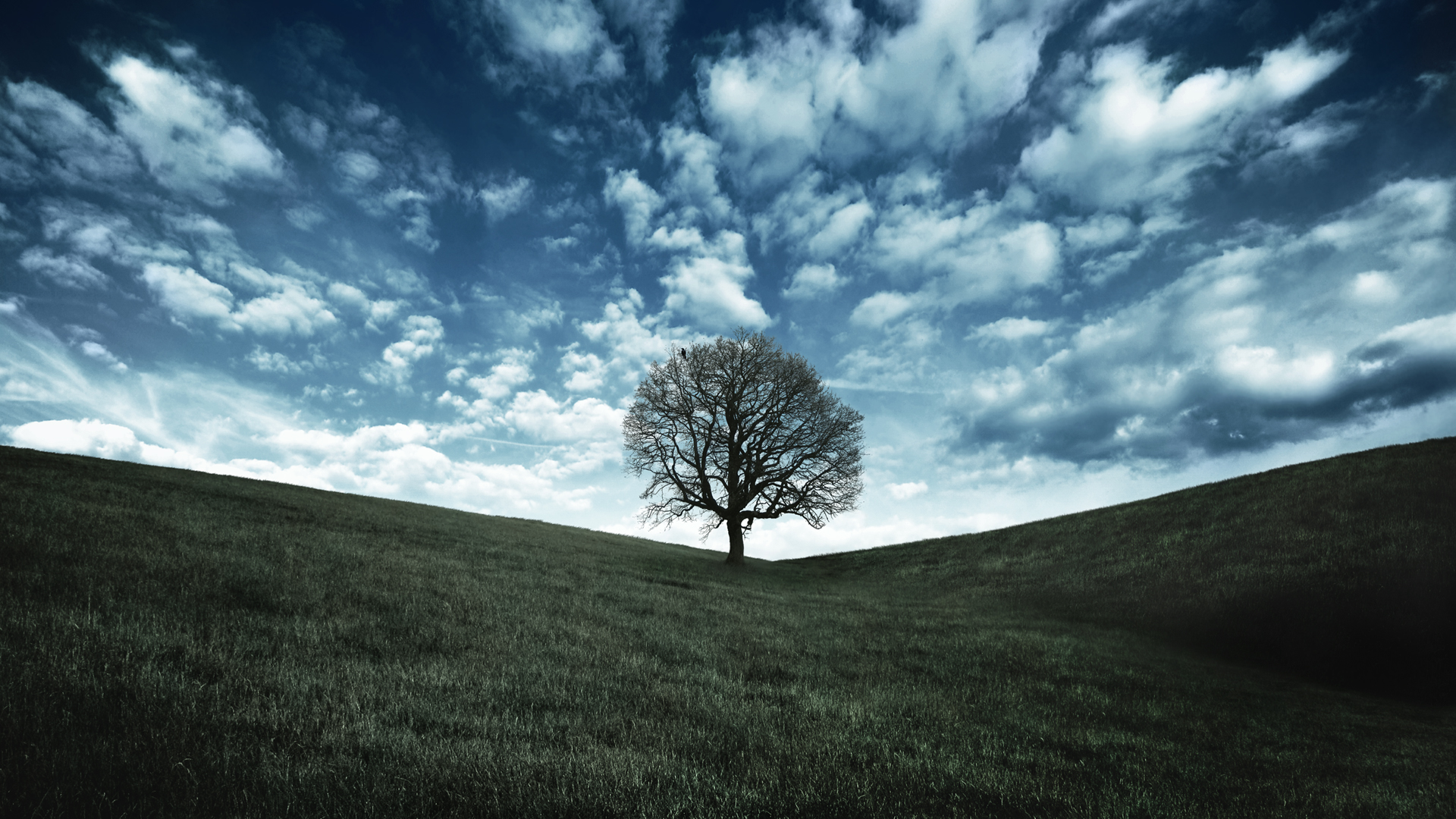 A Lonely Tree