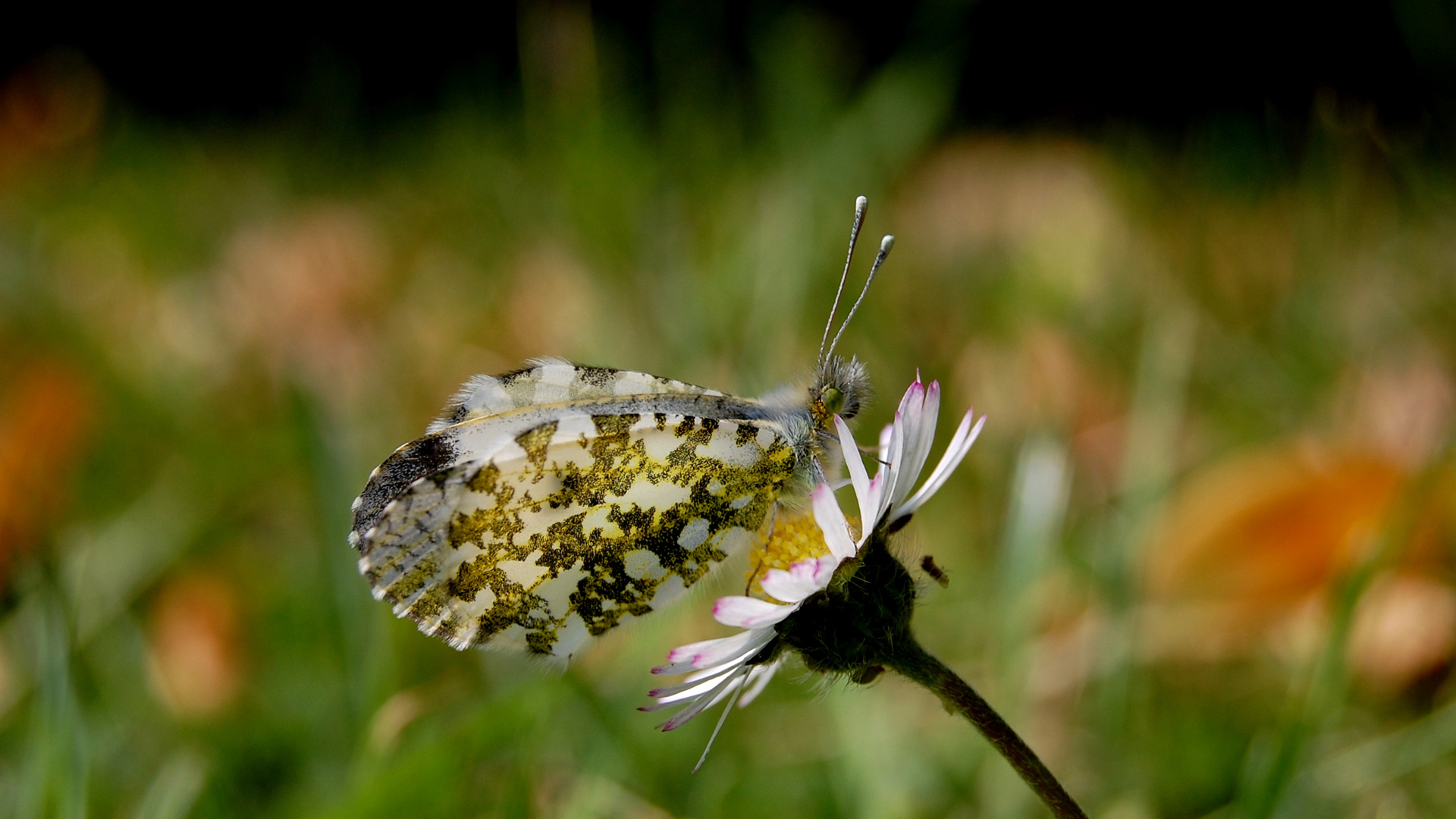 Butterfly on a Flower