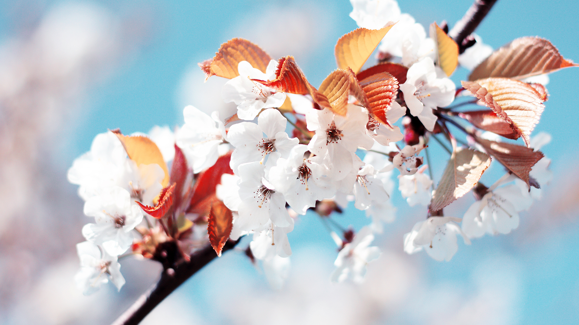 Spring Blossom
