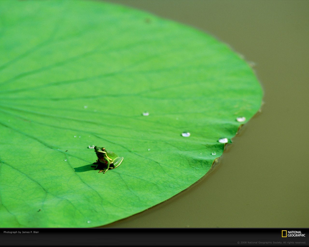 A Tiny Frog on a Giant Lily Pad