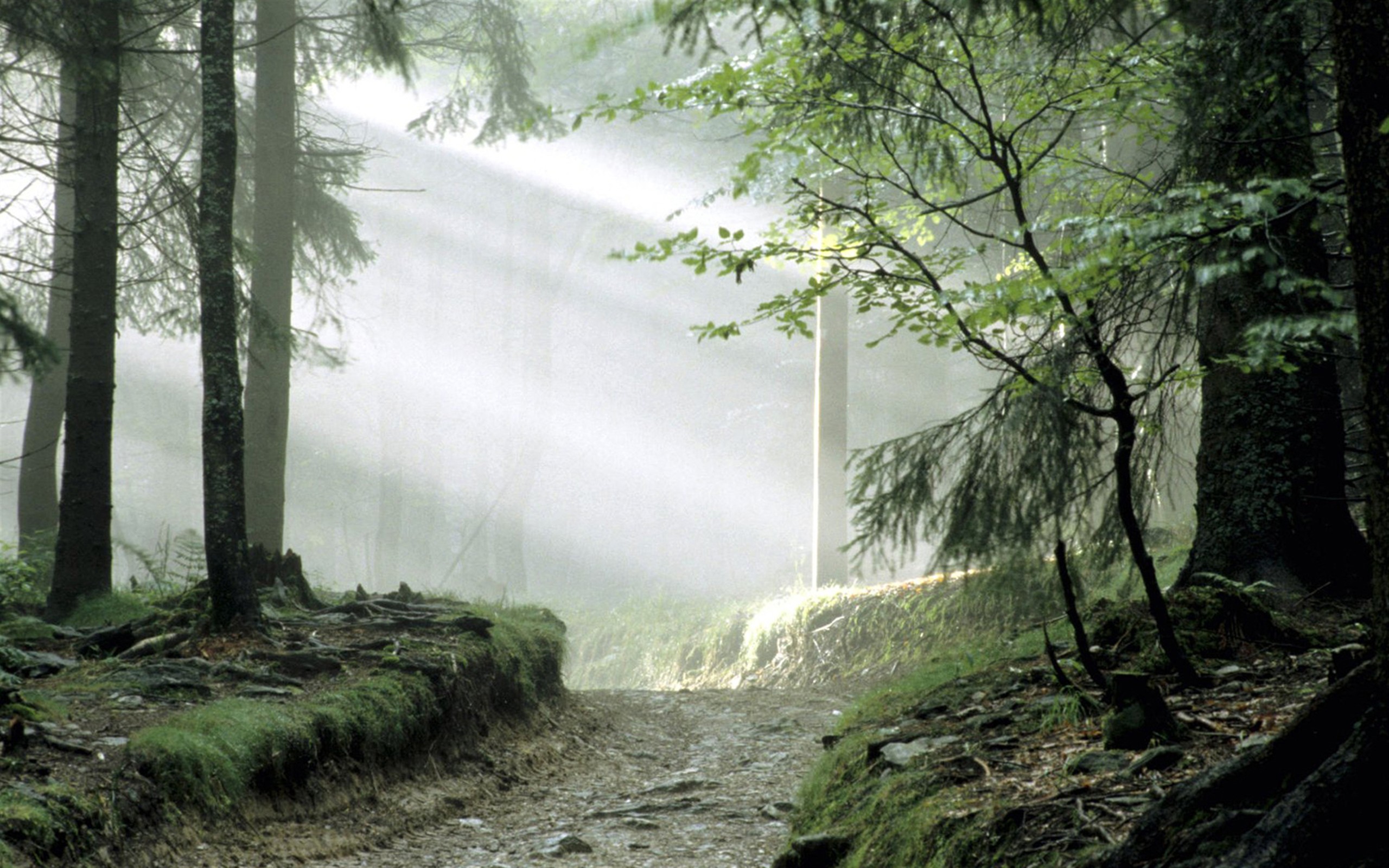 Enchanted Forest Path