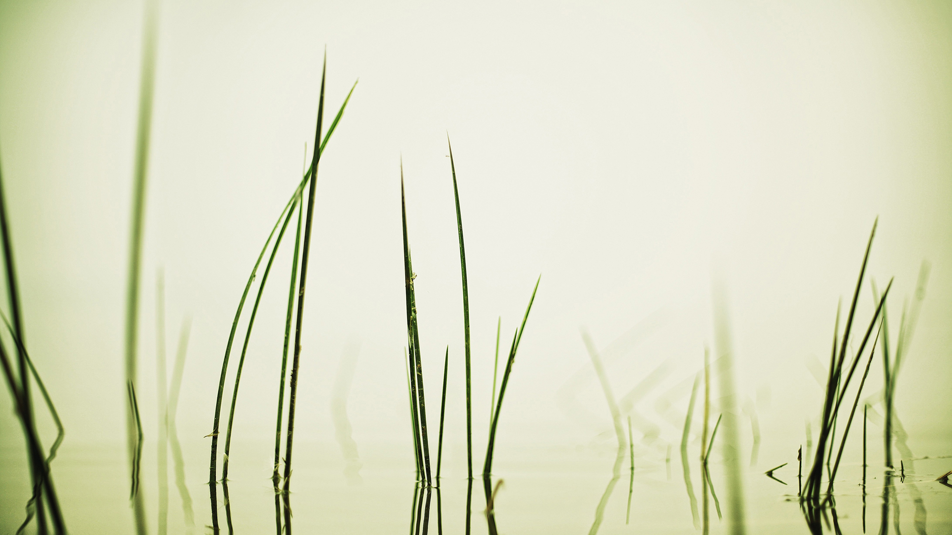 Reeds in the Mist
