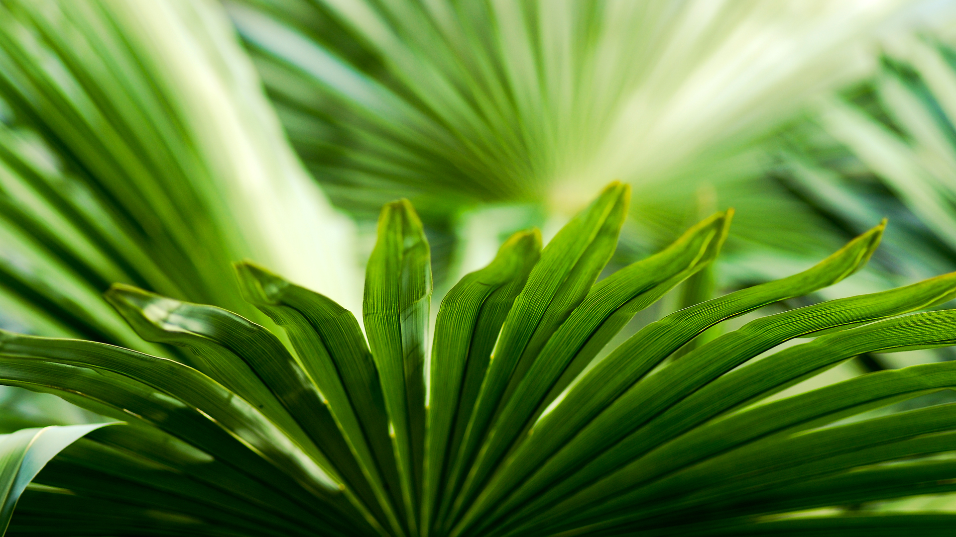 Green Palm Leaves
