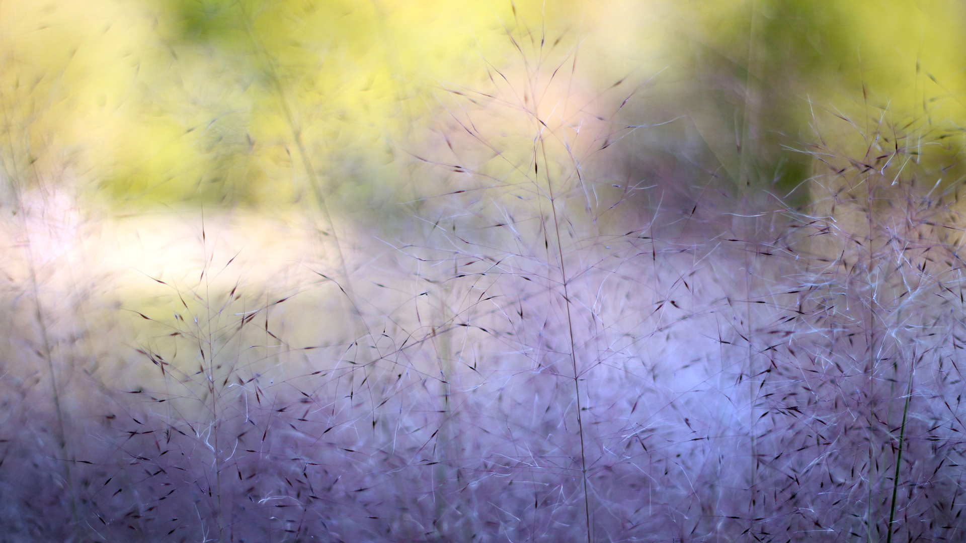 Whispering Grasses