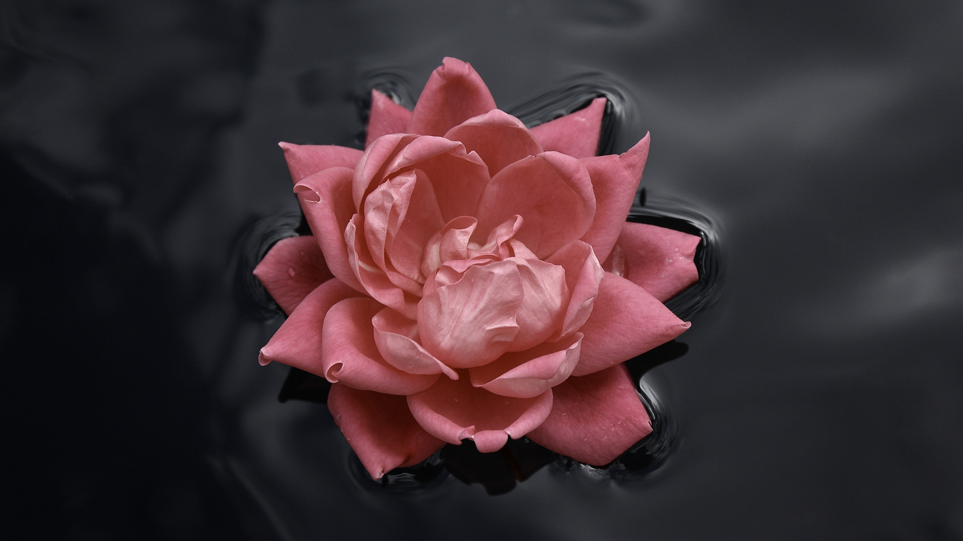 Lotus in Tranquility