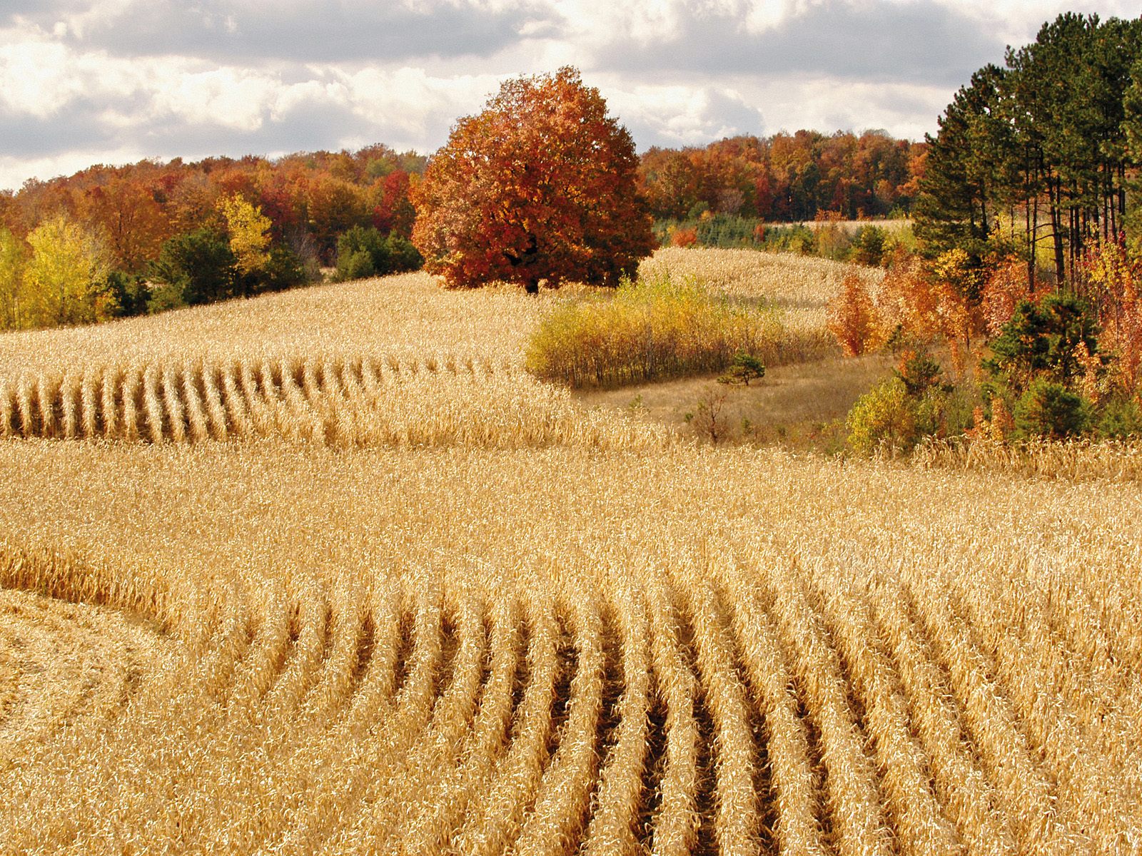 Autumn Harvest