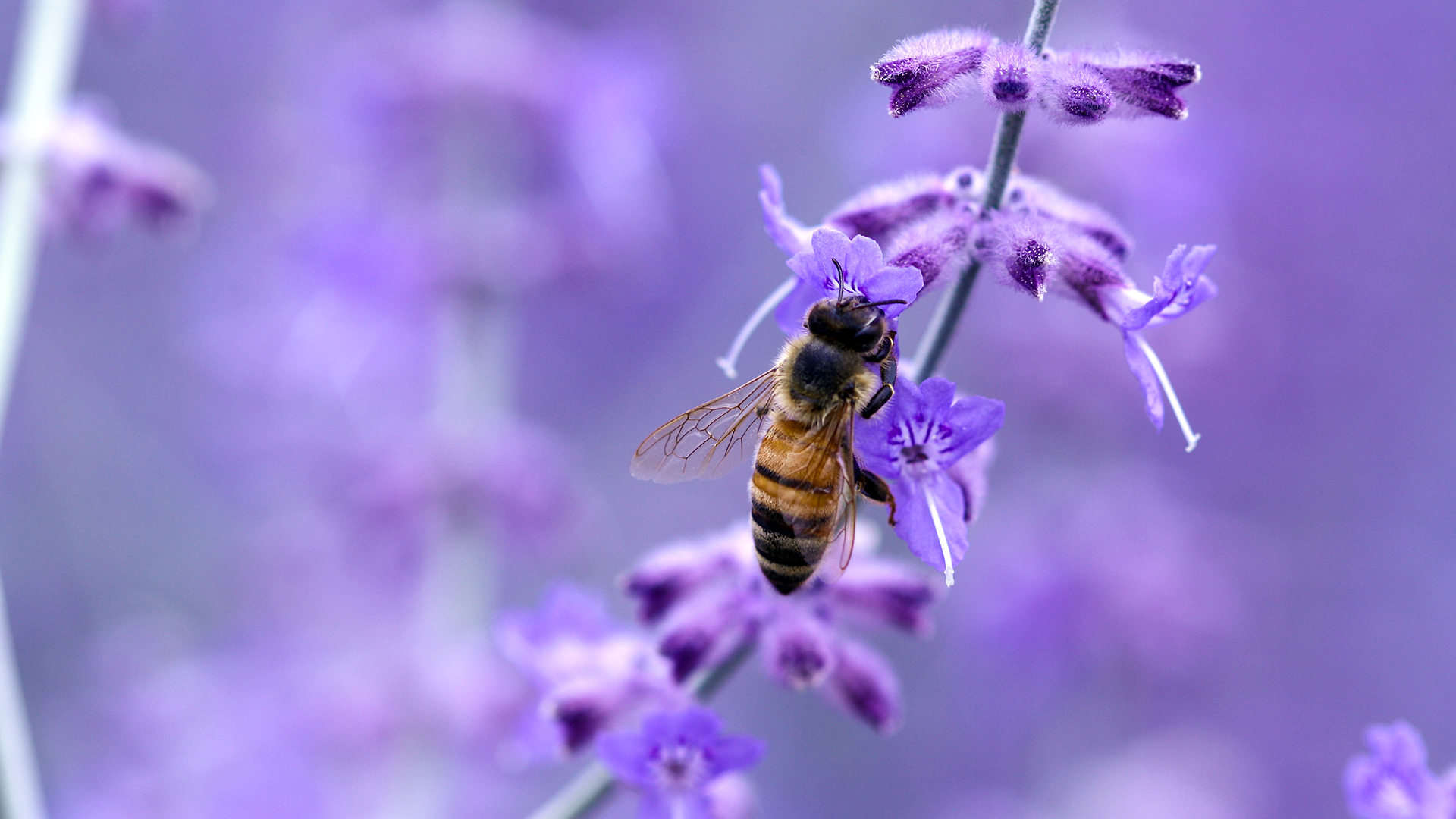 Bee Pollinating Lavender