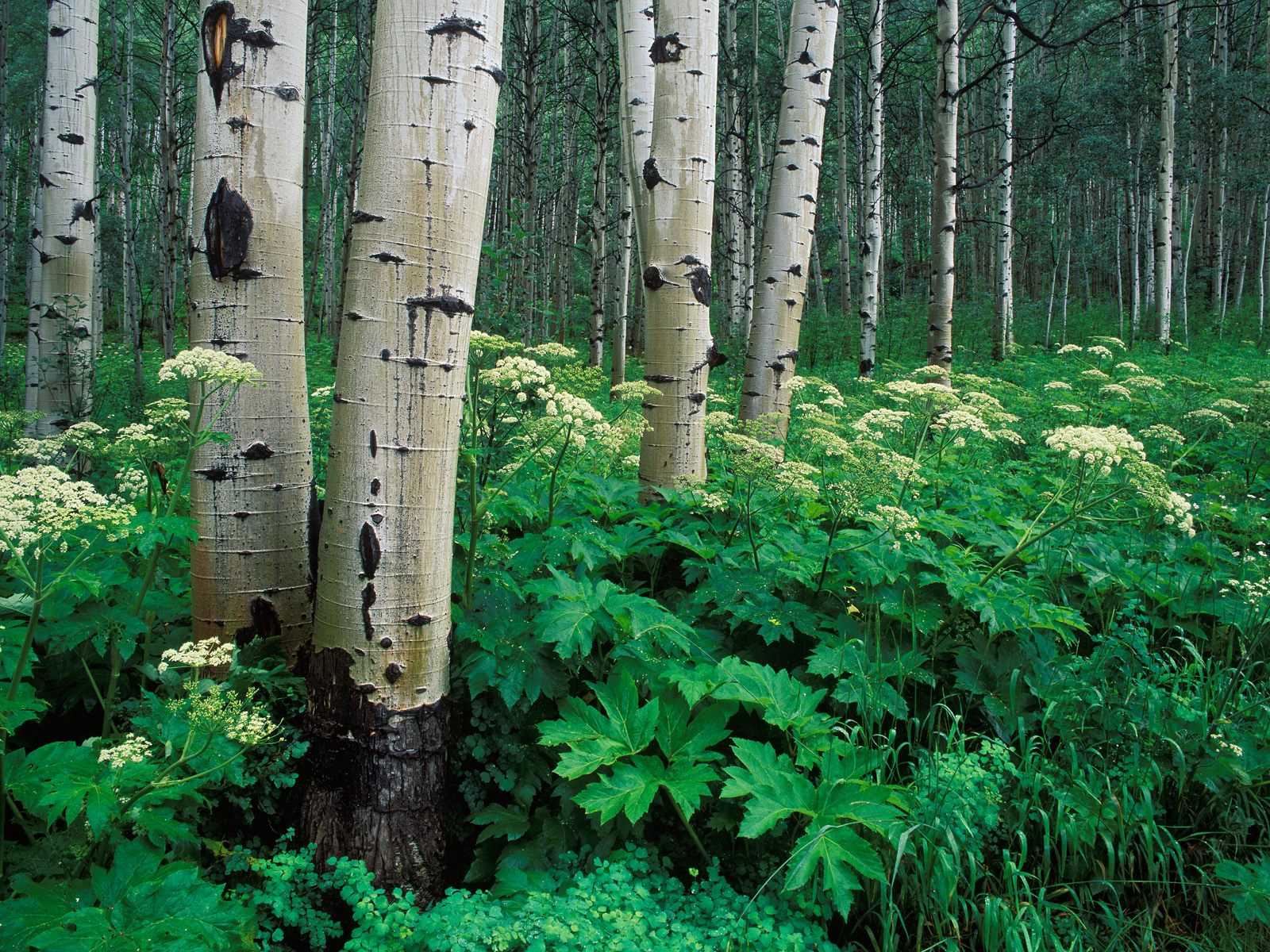 Birch Forest and Wildflowers