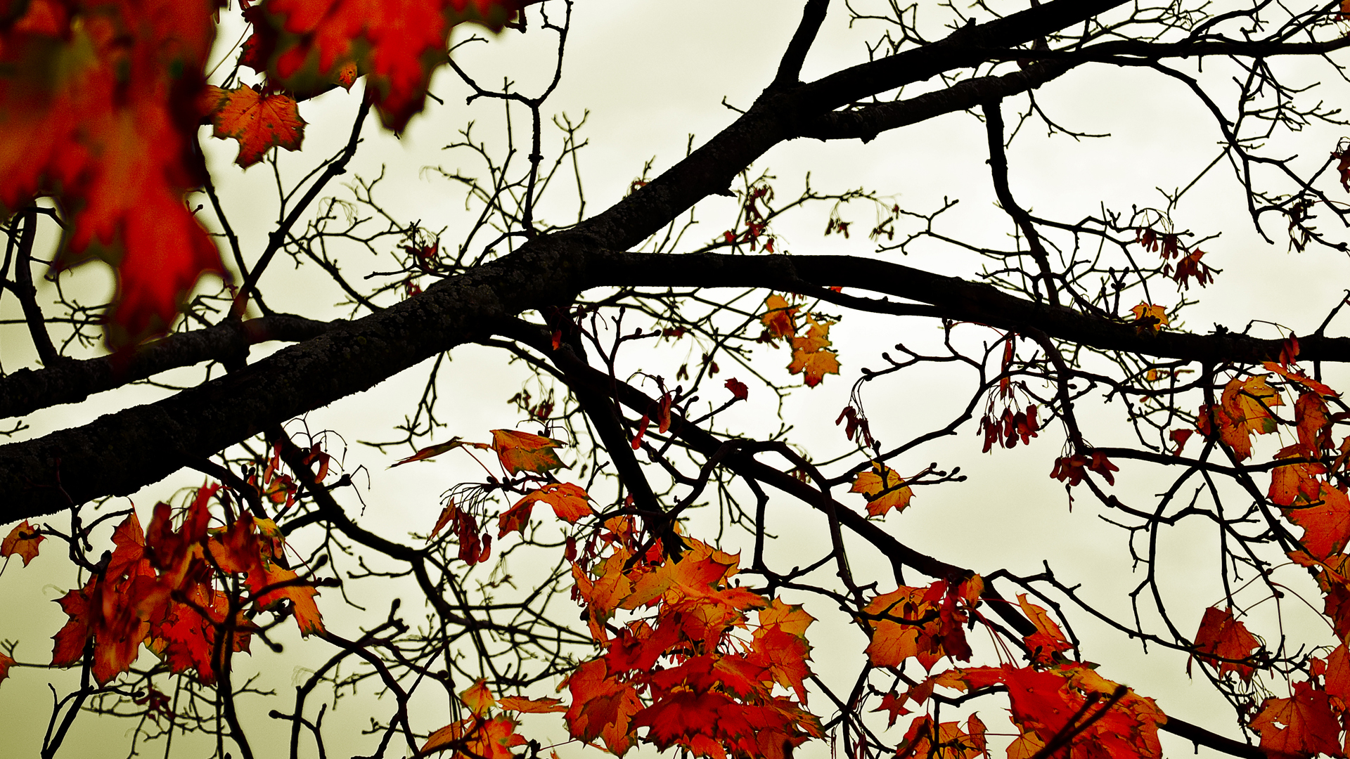 Autumn's Last Stand
