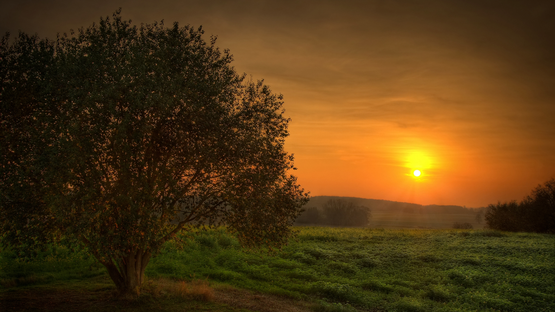 Golden Sunset