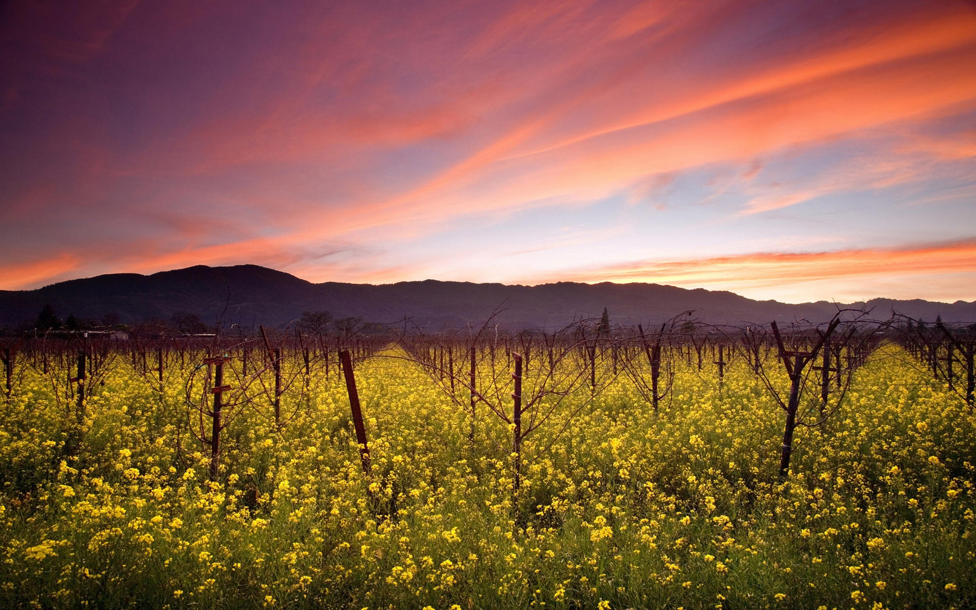 Twilight Vineyard